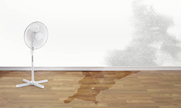Best Mold removal after water damage  in Flat Rock, NC